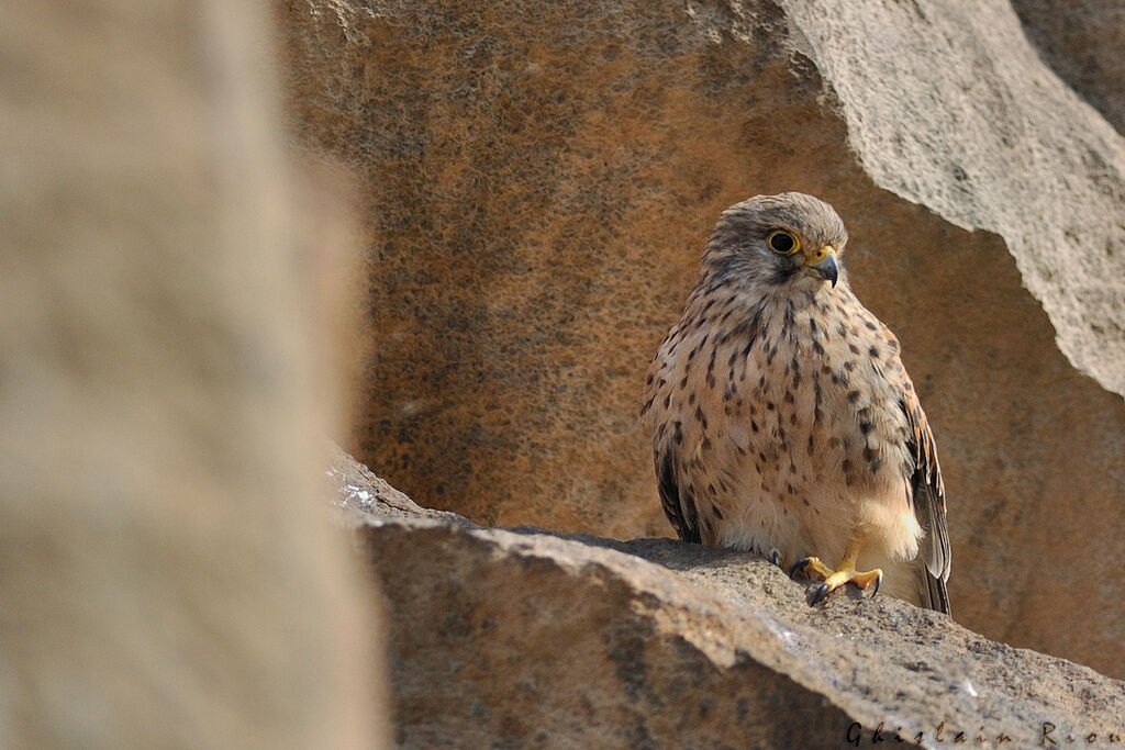 Common Kestrel