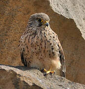 Common Kestrel