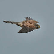 Common Kestrel