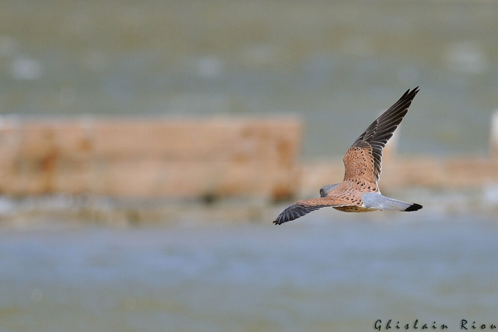 Common Kestrel male