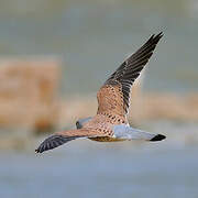 Common Kestrel