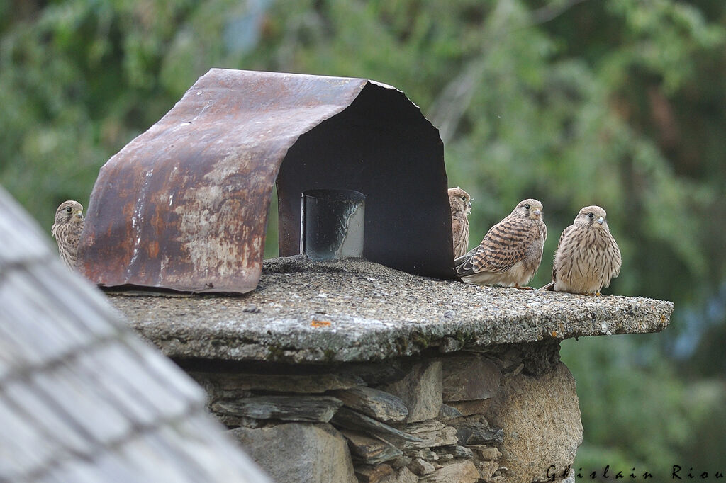 Common Kestrel