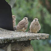 Common Kestrel