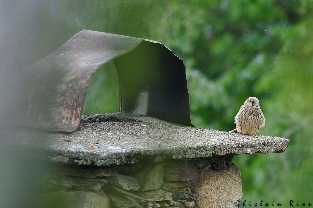 Common Kestreljuvenile