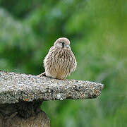 Common Kestrel