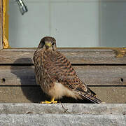 Common Kestrel