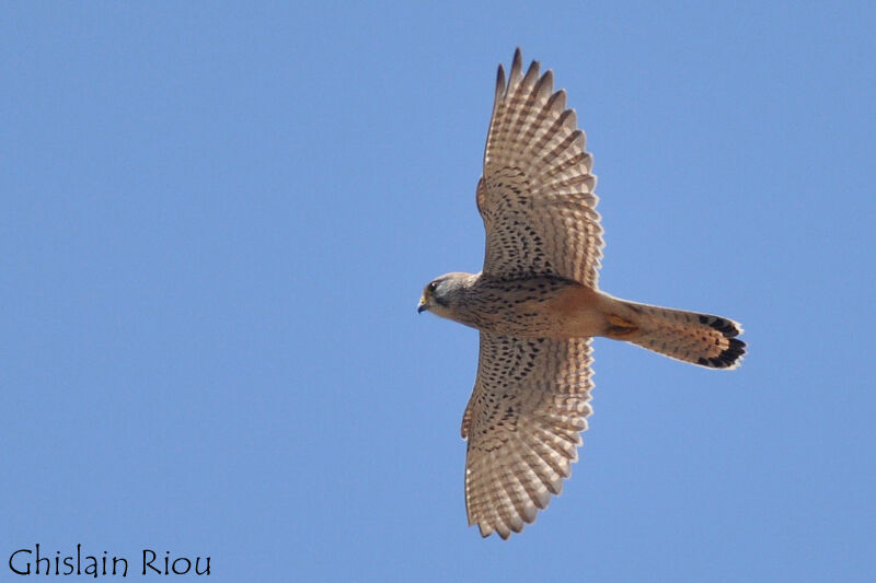 Lesser Kestrel