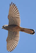 Lesser Kestrel