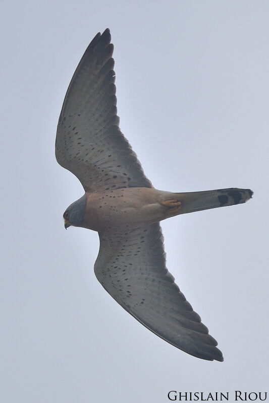 Lesser Kestrel male adult