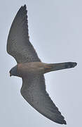 Lesser Kestrel