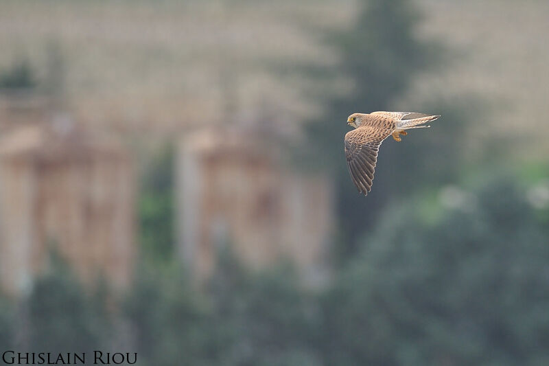 Lesser Kestrel female adult