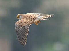 Lesser Kestrel