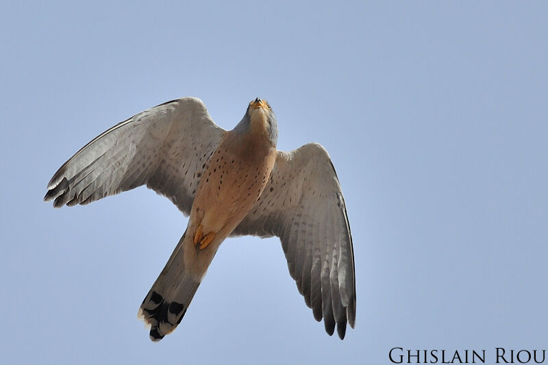 Lesser Kestrel male