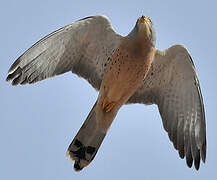 Lesser Kestrel