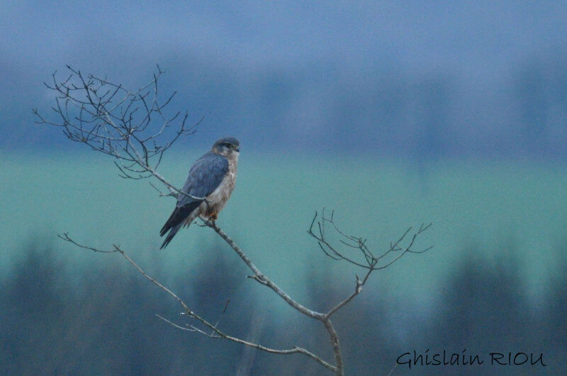 Merlin male adult