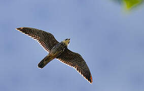 Eurasian Hobby