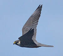 Eurasian Hobby