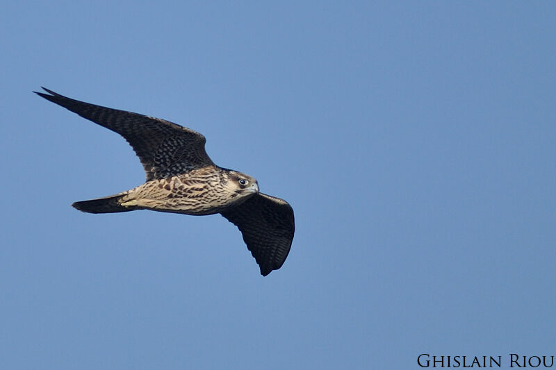 Peregrine Falconjuvenile