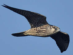 Peregrine Falcon