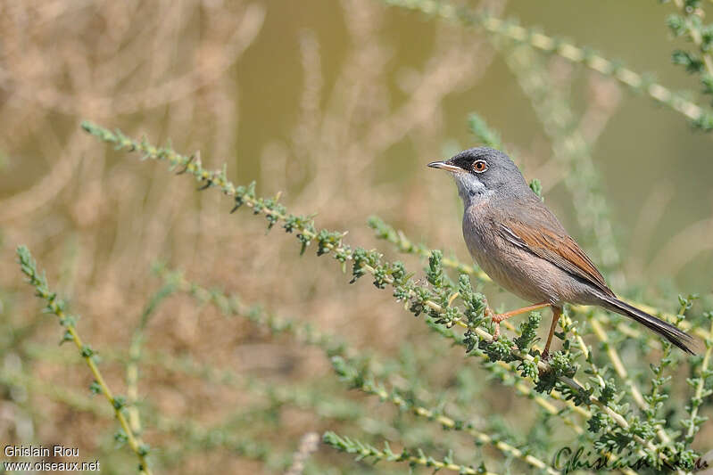 Spectacled Warbler male adult breeding, identification