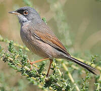 Spectacled Warbler