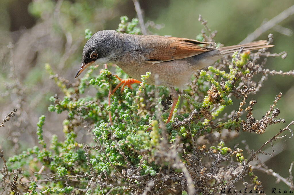 Spectacled Warbler