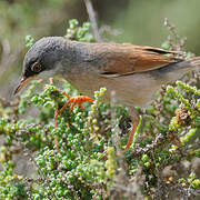 Spectacled Warbler