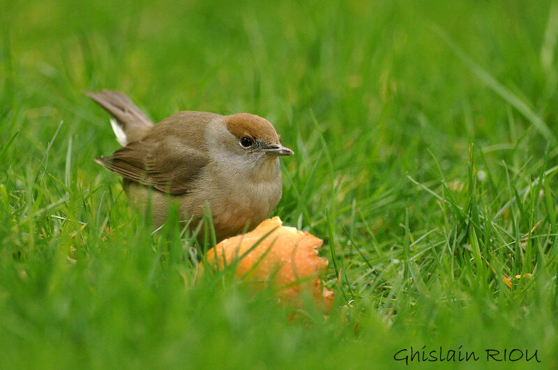 Eurasian Blackcap female adult