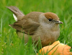 Eurasian Blackcap