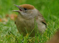 Eurasian Blackcap