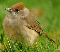 Eurasian Blackcap