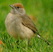 Eurasian Blackcap