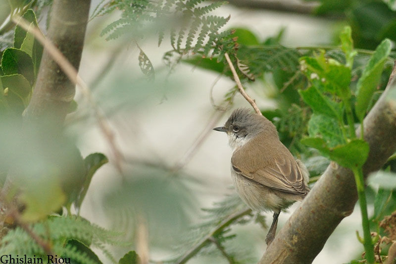 Lesser Whitethroat