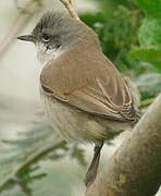 Lesser Whitethroat