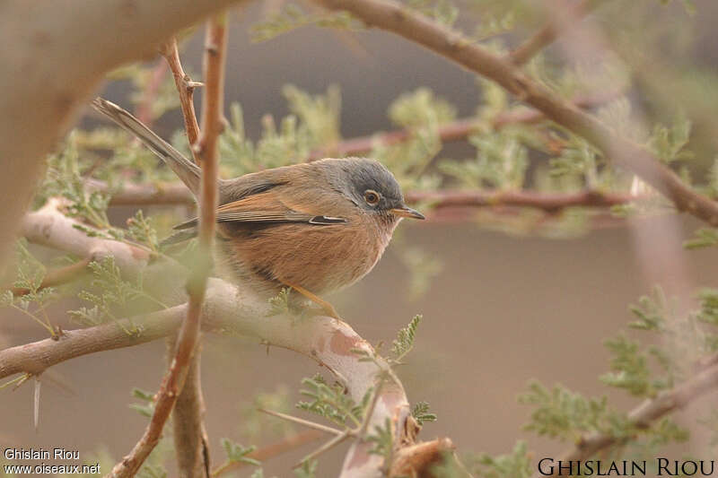 Fauvette de l'Atlas femelle adulte, identification