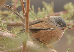 Tristram's Warbler