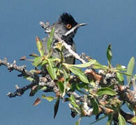 Rüppell's Warbler