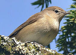 Garden Warbler