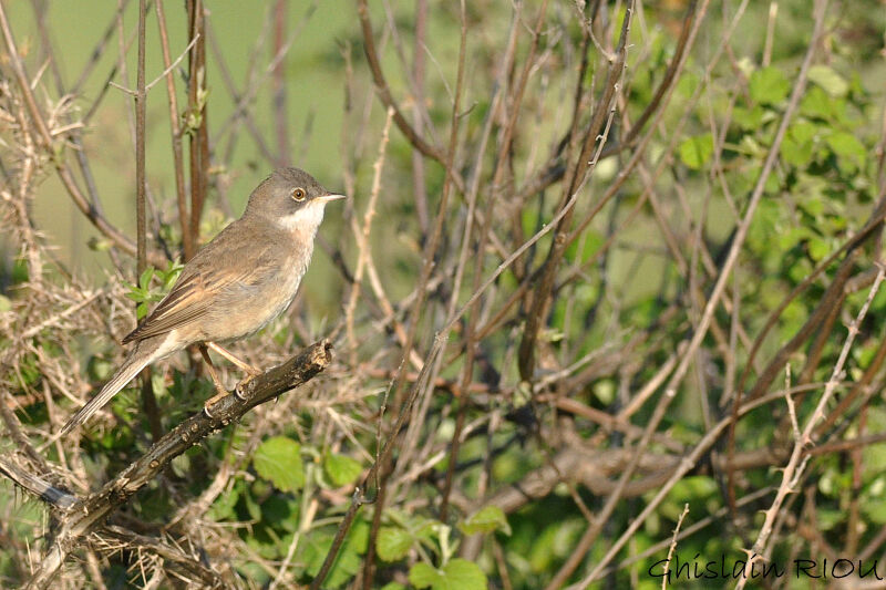 Fauvette grisette mâle