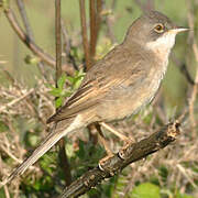 Common Whitethroat