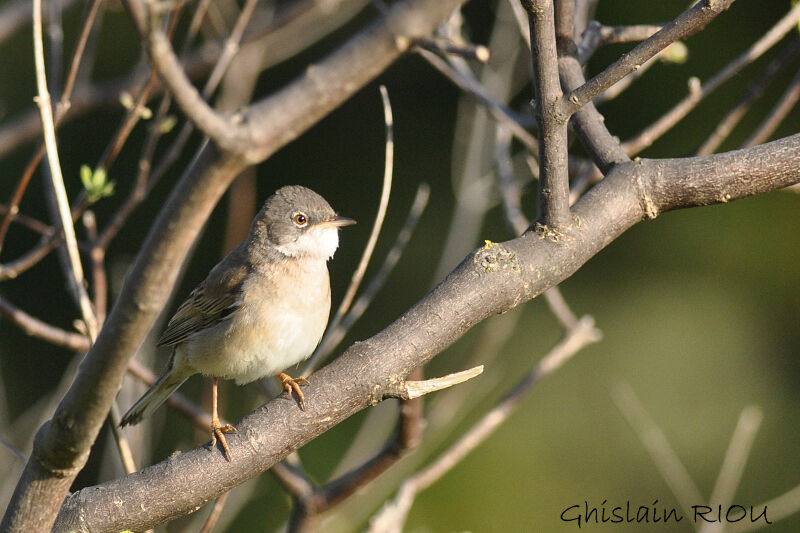 Common Whitethroat male