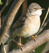 Common Whitethroat