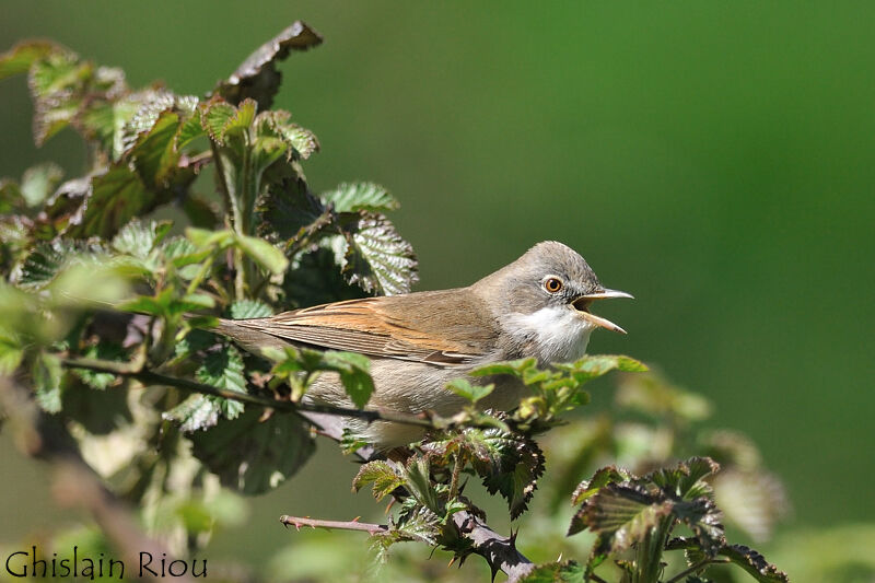 Common Whitethroat male