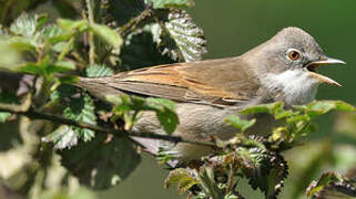 Common Whitethroat