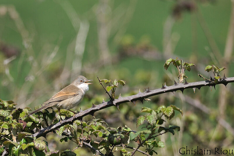 Common Whitethroat male