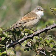 Common Whitethroat