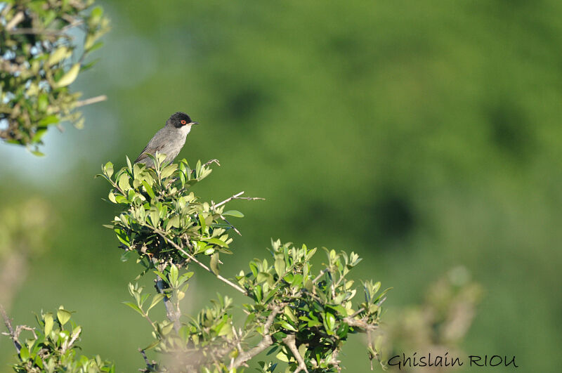 Sardinian Warbler