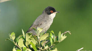 Sardinian Warbler