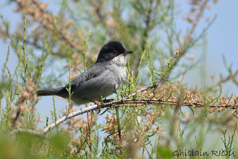 Sardinian Warbler