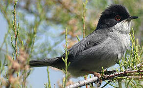 Sardinian Warbler